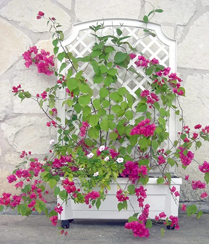 Calypso™ Planter with Trellis and Water Reservoir